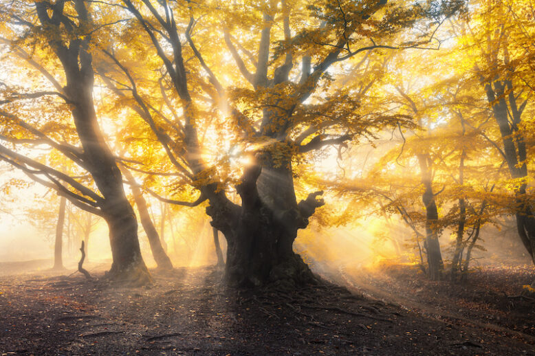 Magical old forest with sun rays. Amazing trees in fog. Colorful landscape with foggy forest, gold sunlight, orange foliage at sunset. Fairy forest in autumn. Fall. Enchanted tree. Autumn colors