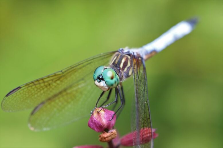 A vibrant dragonfly on a delicate flower and lush green foliage