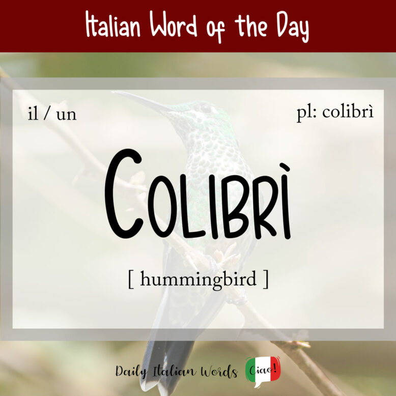 italian word colibri