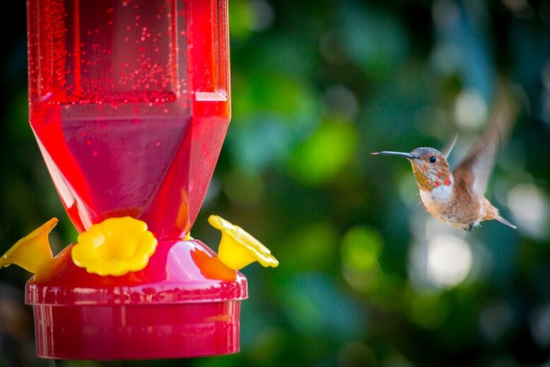Mangiatoia per colibrì