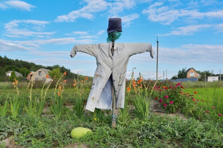Scarecrow in vegetable garden, nature sky background.