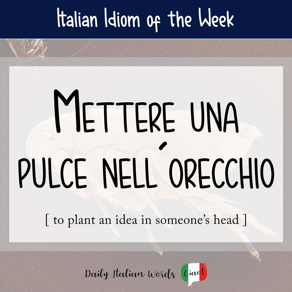 Italian idiom: to put a flea in your ear (to plant an idea in someone's mind)