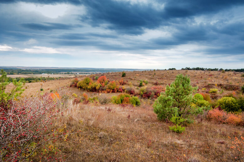 panoramic landscape with dramatic sky over farmland in autumn with colorful trees and green pine in the foreground