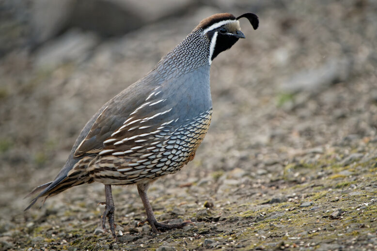 A closeup shot of a cute California quail