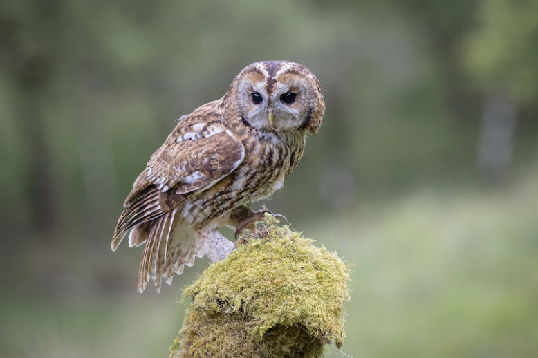 A closeup shot of a tawny owl perched on a mossy surface on a blurred background