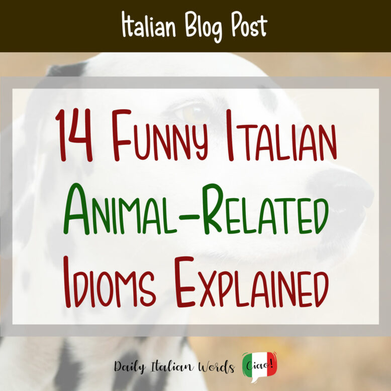 14 Funny Italian Animal-Related Idioms Explained
