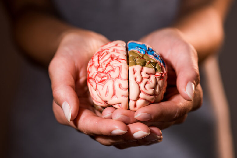 cropped shot of woman holding brain model in hands