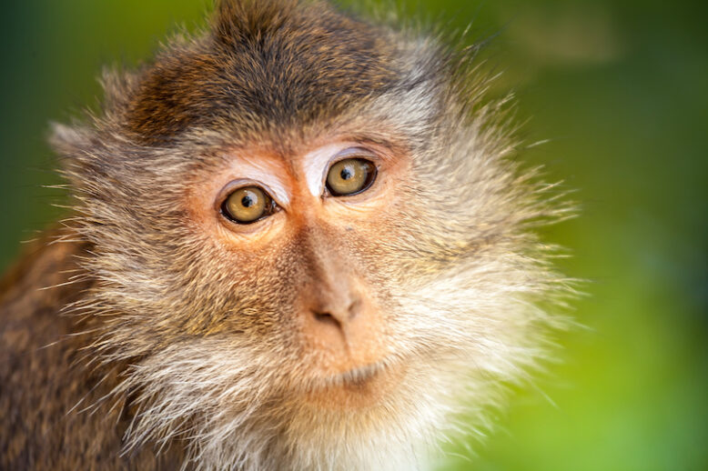 cute portrait of a monkey