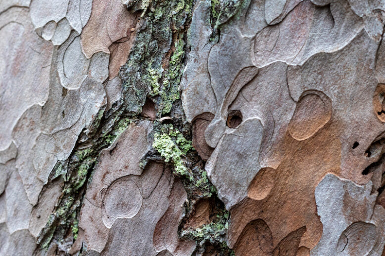 close up of pine tree skin texture macro