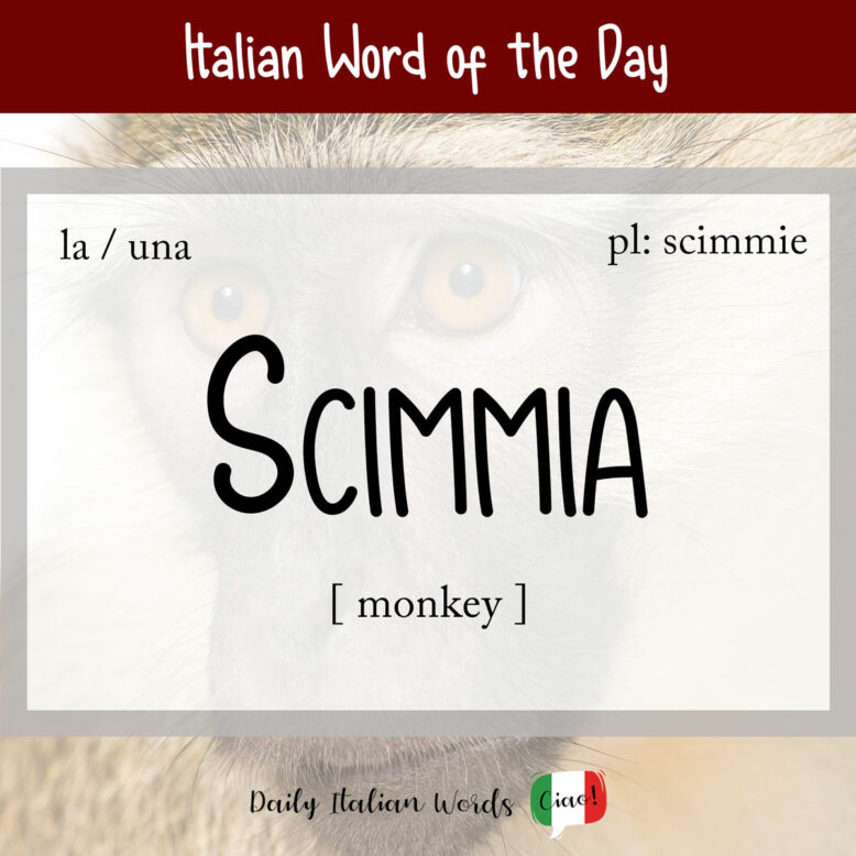 Italian word "scimmia"