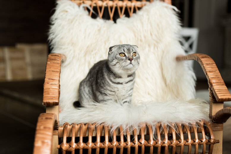 fluffy scottish fold cat sitting on rocking chair with woolly blanket