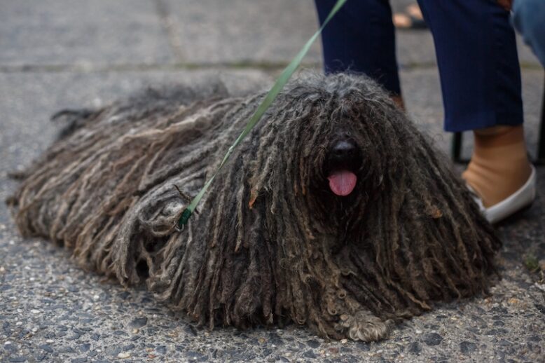 dog with dreadlocks