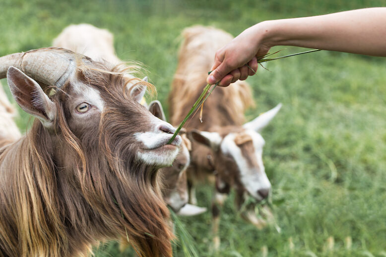 A goat with long beard takes grass from hand