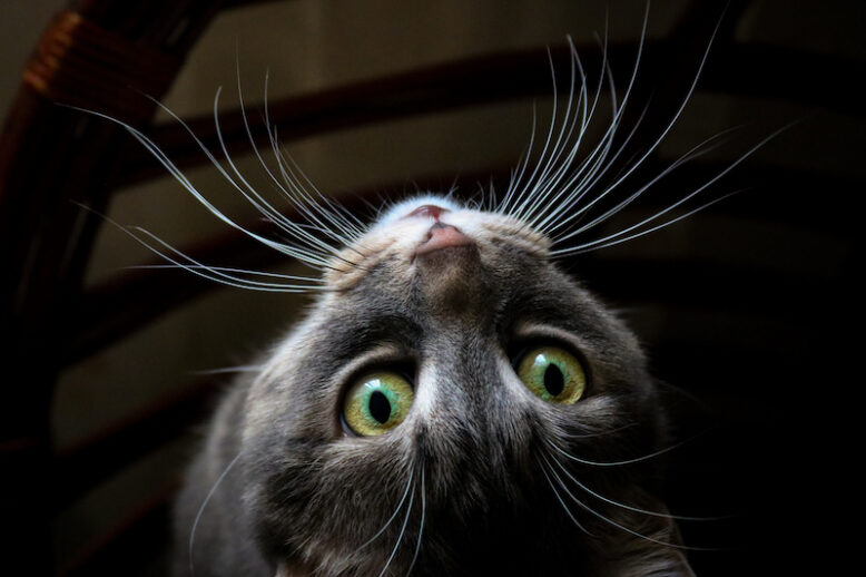 cat's whiskers