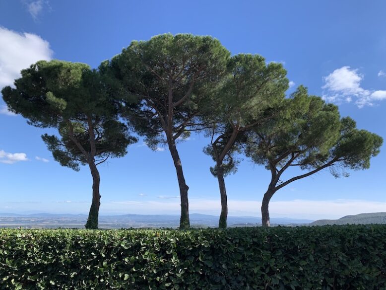 four pine trees looking over tuscan landscape