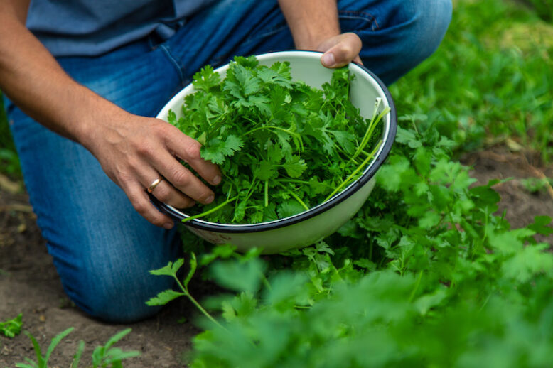 A farmer is harvesting cilantro in the garden.