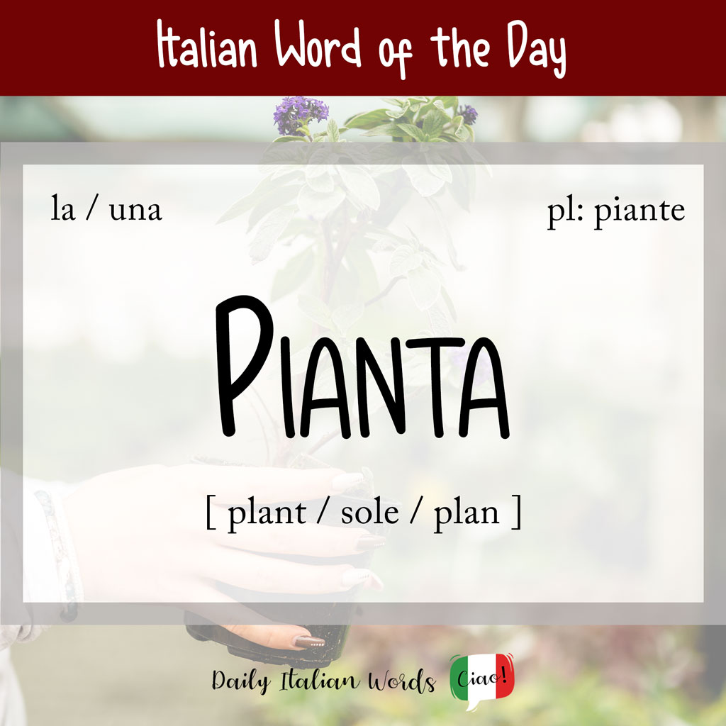 Italian word "pianta"