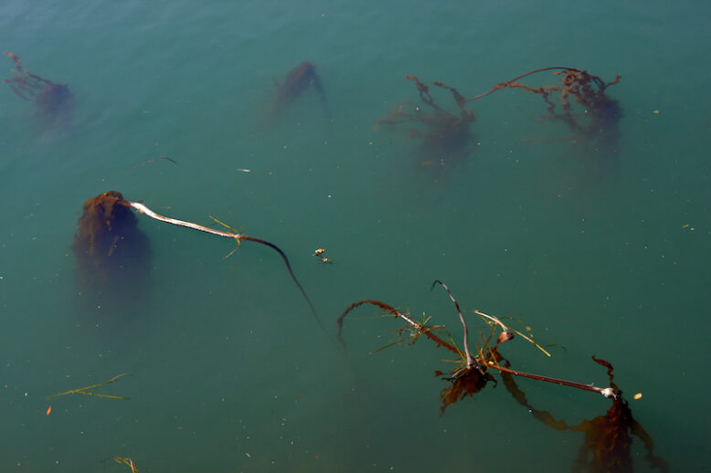 Kelp floating in murky water.