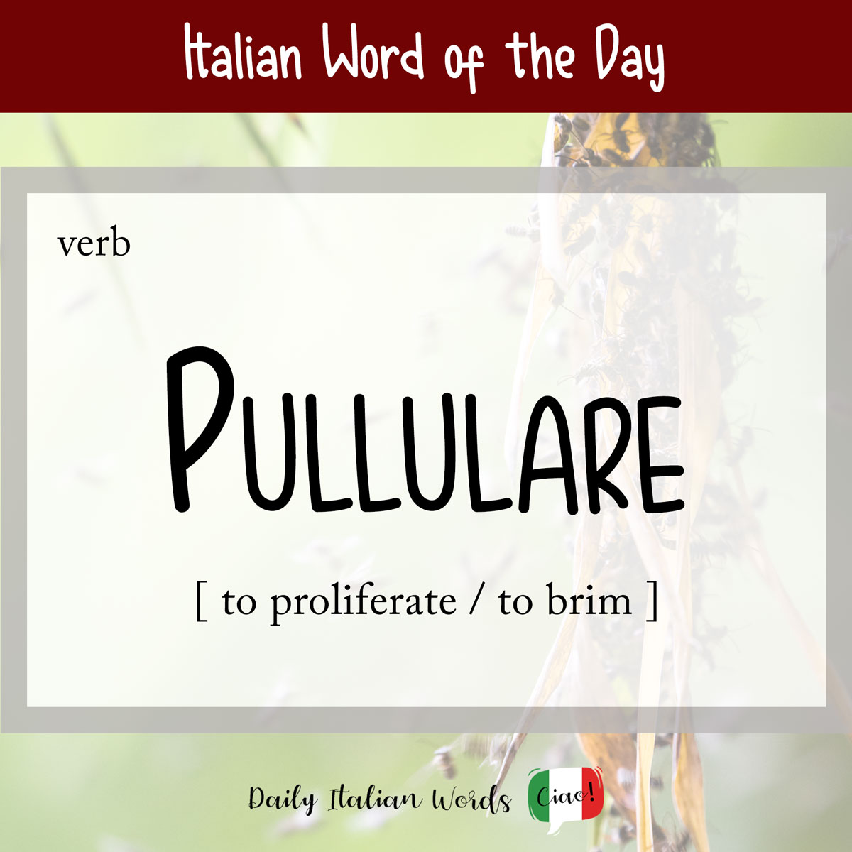 Italian word "pullulare"