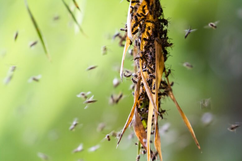 a swarm of insects